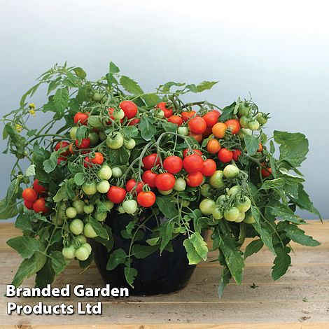 Tomato Rainbow Drops Yellow