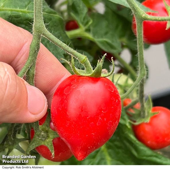 Tomato Double Love Red