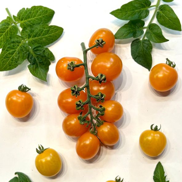 Tomato Double Love Orange