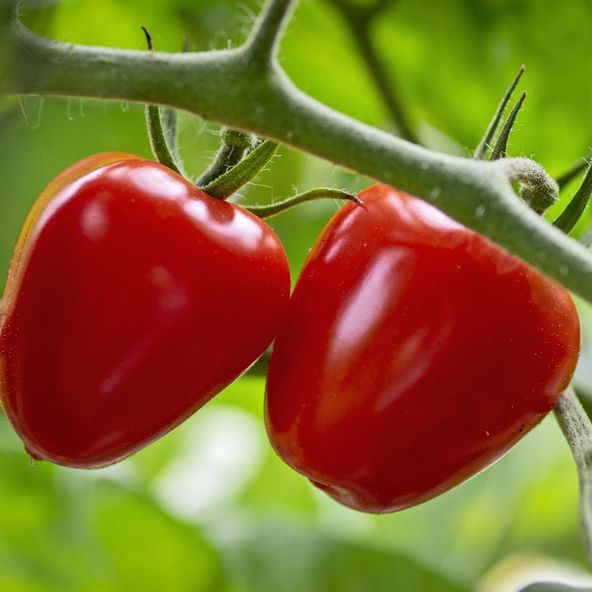Tomato Fraise - Seeds