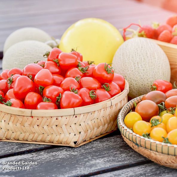 Tomato 'Fraise' (Heirloom Plum)