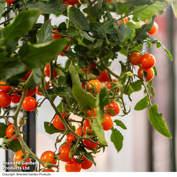 Tomato 'Freefall Orange'