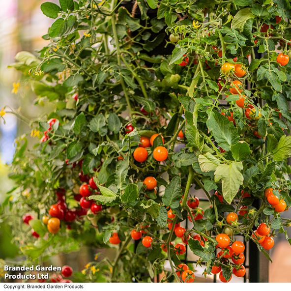 Tomato 'Freefall Red'