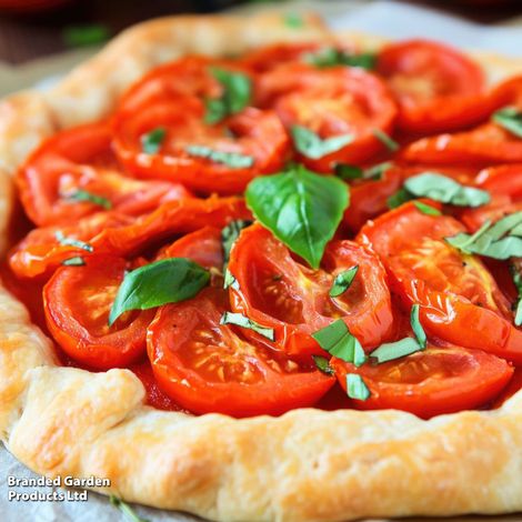 Tomato Gardeners Delight - Seeds