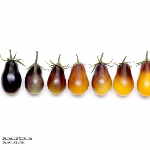 Tomato Indigo Pear (Heirloom Plum)