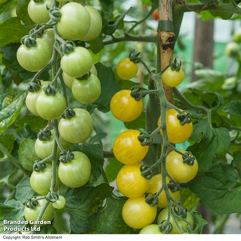 Tomato Iridescent F1 - Seeds