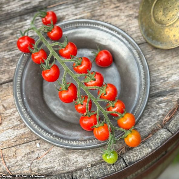 Tomato Meltaway F1 - Seeds