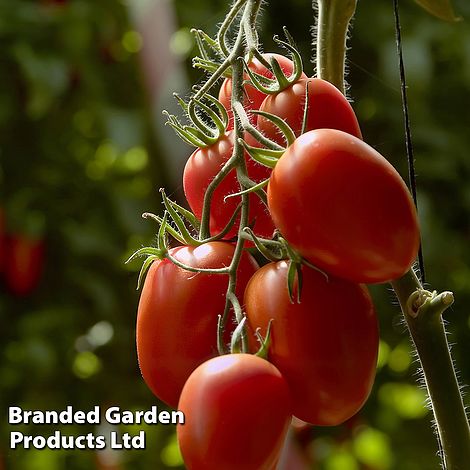 Goldkrone Cherry Tomato Seeds - Price €1.85
