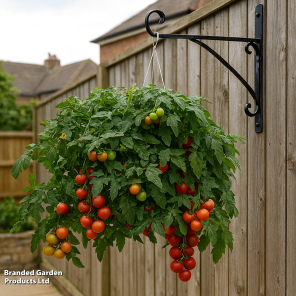 Tomato 'Red Profusion' F1 - Seeds