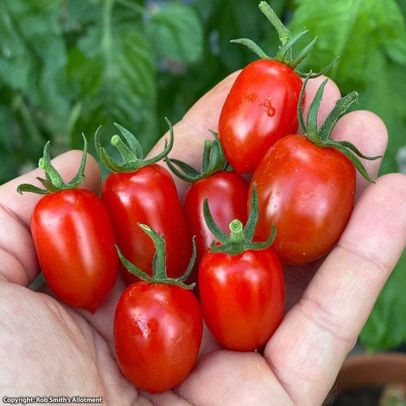 Tomato Riesling F1 - Seeds