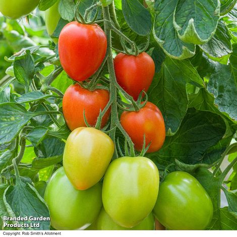 Tomato Sahel F1 - Seeds