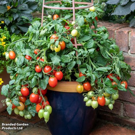 Tomato Summer Dew F1 - Seeds