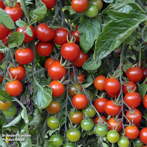 Tomato Sweet Million F1 - Seeds