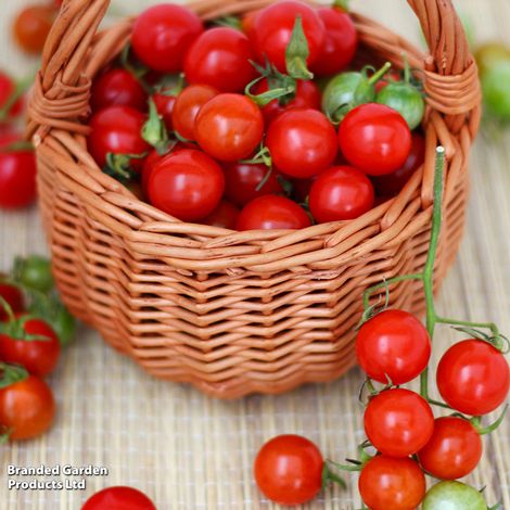Tomato 'Tumbling Tom Red'