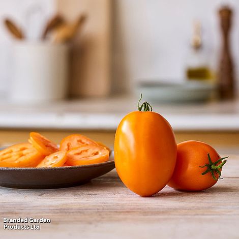 Tomato Vivacious F1 - Seeds