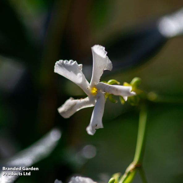 Trachelospermum jasminoides 'Star of Toscana'