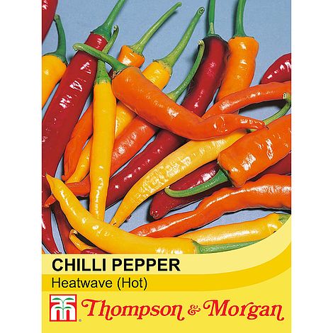 Orange Chili Heatwave Hot Pepper ~15 Top Quality Seeds EXTRA RARE Spicy 