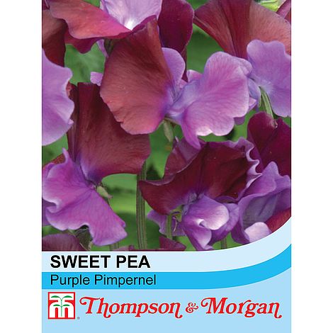 20 Seeds Flower Thompson & Morgan Sweet Pea Purple Pimpernel