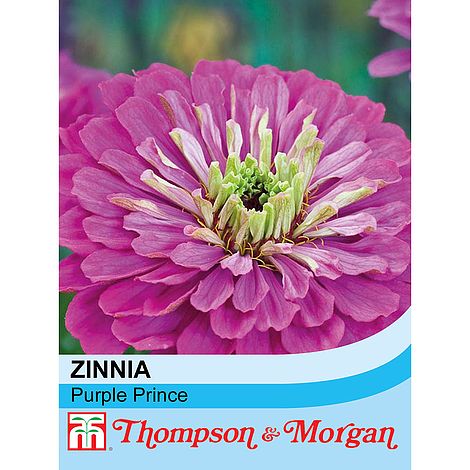 Zinnia Elegans Purple Prince Seeds Thompson Morgan