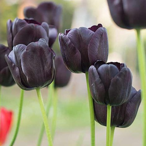 Tulip 'Black Satin' | Thompson & Morgan