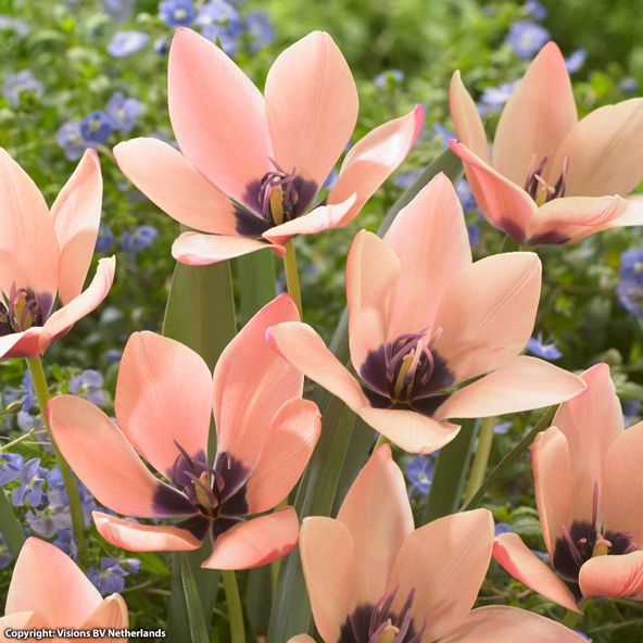 Tulip clusiana Annika