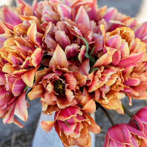 Tulip 'Callahan'