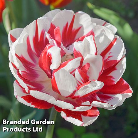 Tulip Carnaval de Nice
