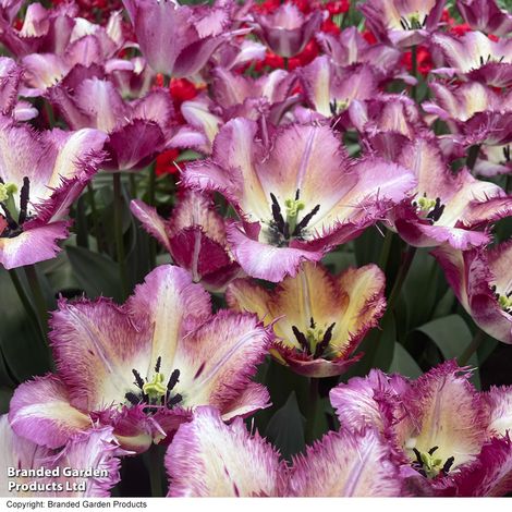 Tulip Colour Fusion