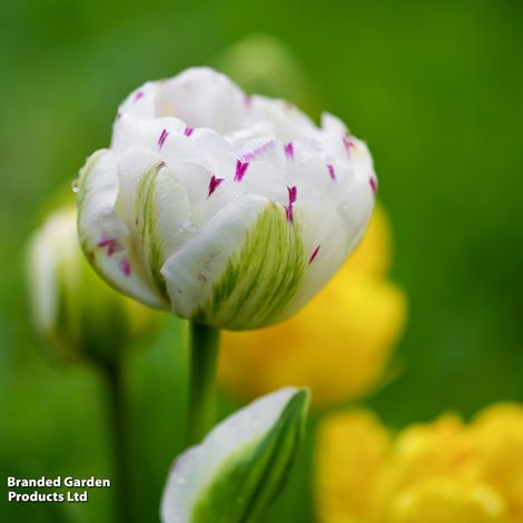 Tulip Danceline