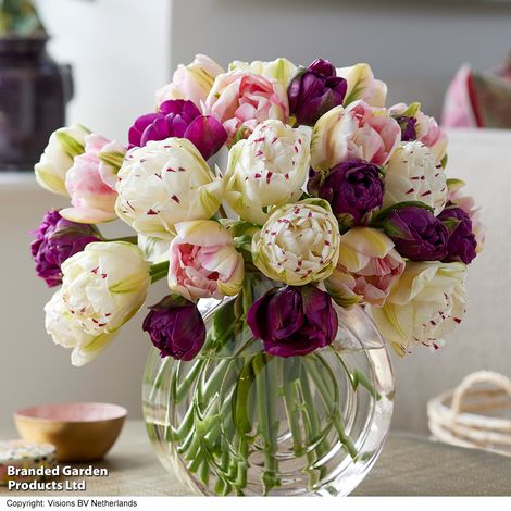 Tulip Double Flowering Mix
