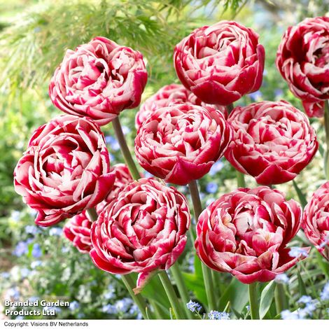 Tulip 'Drumline'