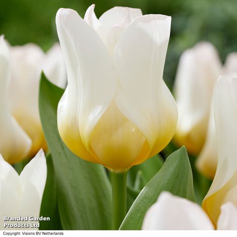 Tulip 'Eco White'