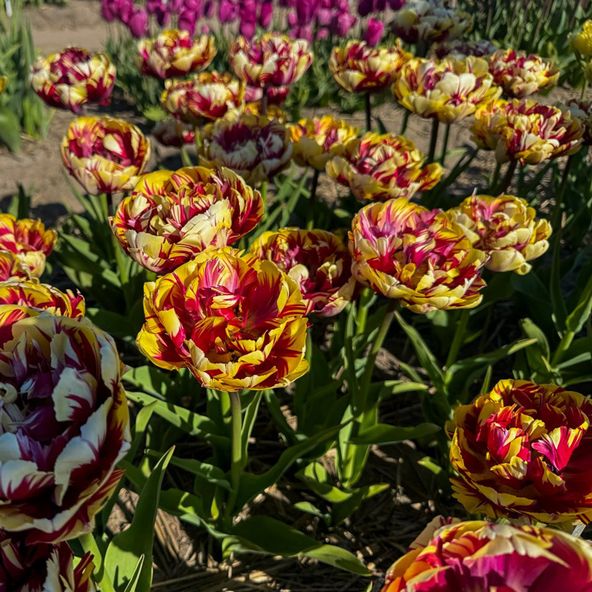 Tulip 'El Cid Dubbel'