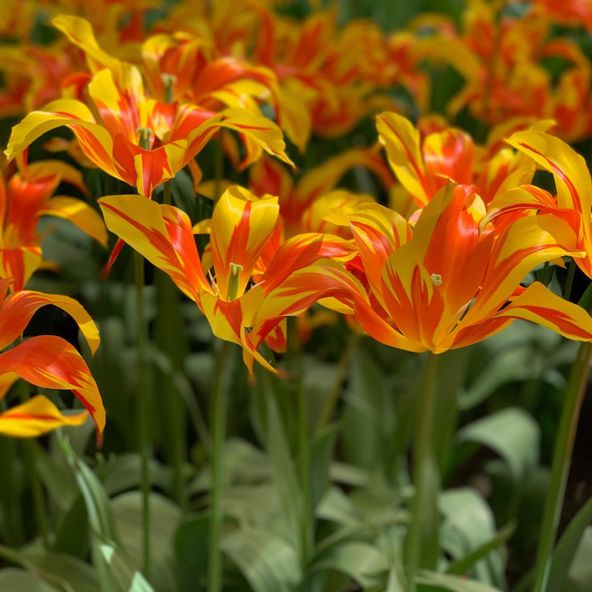 Tulip 'Fire Wings'