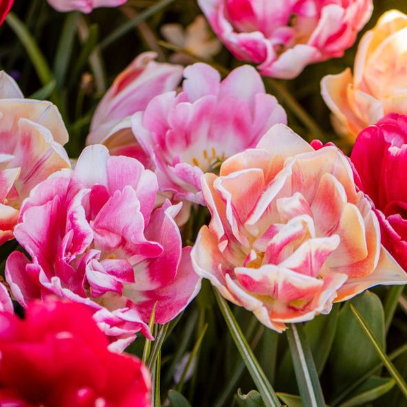 Tulip Foxtrot Collection