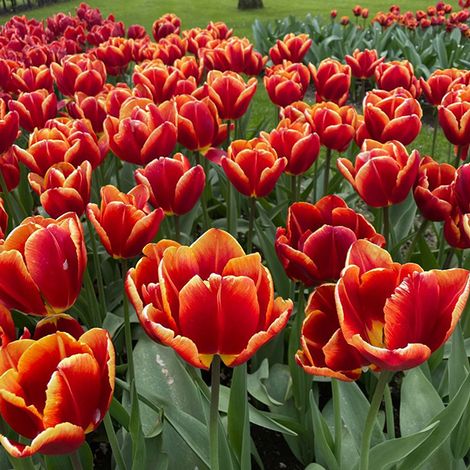 Tulip 'High Rola'