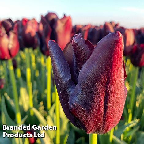 Tulip Hot Chocolate