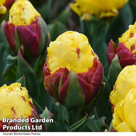 Tulip Ice Cream Yellow