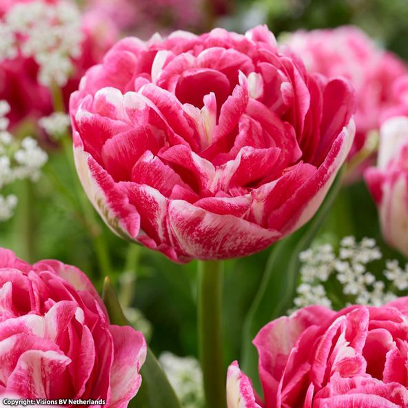 Tulip Marshmallow