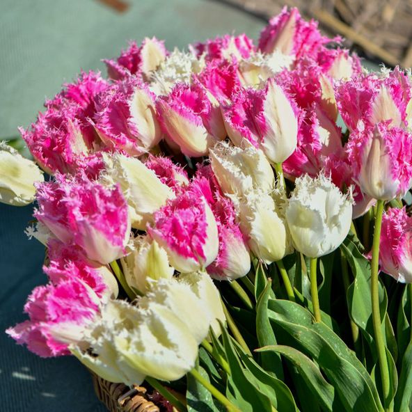 Tulip 'Strawberry Frost Collection'