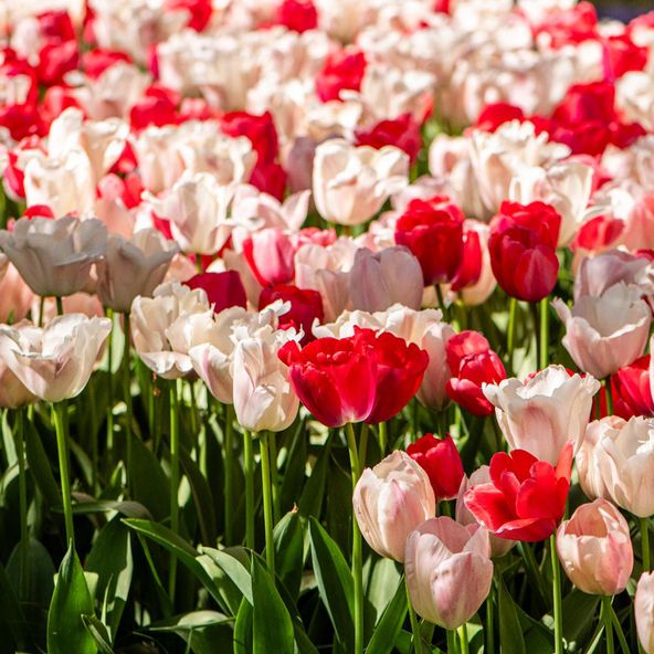 Tulip Strawberries and Cream Collection