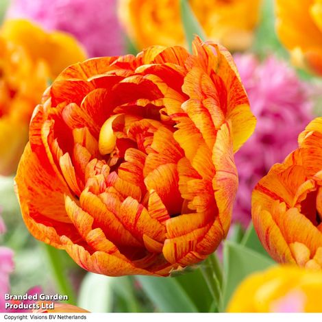 Tulip 'Sun Lover'