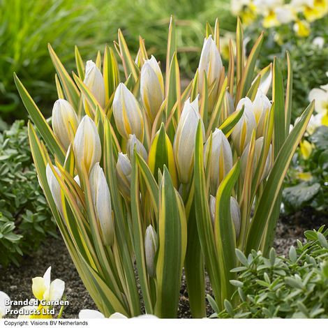 Tulip tarda 'Interaction'
