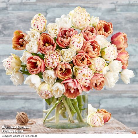 Tulip Vintage Double Mix