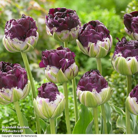 Tulip Wow