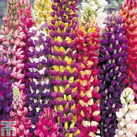 75 Lupin Mixed  Seeds double beautiful   colours 100% Quality seeds