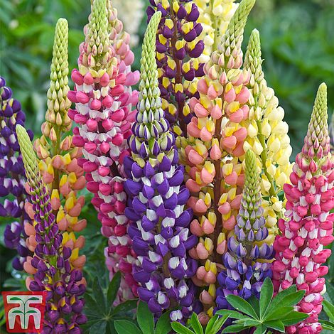 75 Lupin Mixed  Seeds double beautiful   colours 100% Quality seeds