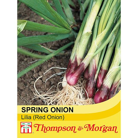 Spring Onion Vegetable 1000 Seeds Lilia