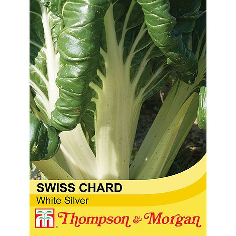 T/&M Swiss Chard Seeds Vegetable Garden Plant White Silver 1 Packet 300 Seeds