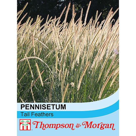 African Feather Grass//Ornamental Grass//Hardy Perennial//Seeds Pennisetum macrourum Tail Feathers